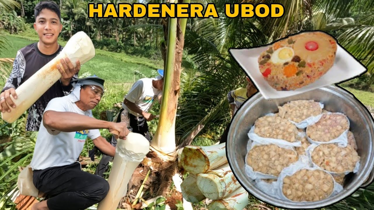 PAGKUHA NG UBOD NG NIYOG GAGAWIN NATIN HARDINERA KASAMA NATIN SI TATAY AT SI UTOL