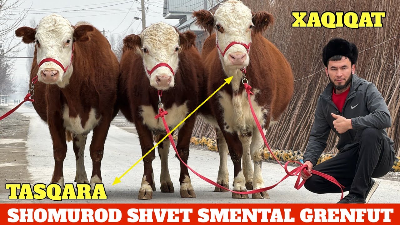 SHOMUROD SHVET ACHCHIQ XAQIQAT😡SHVET SMENTAL GRENFUT RASIYISKI😳XALQIM XAMMASIDAN BOR⭐️