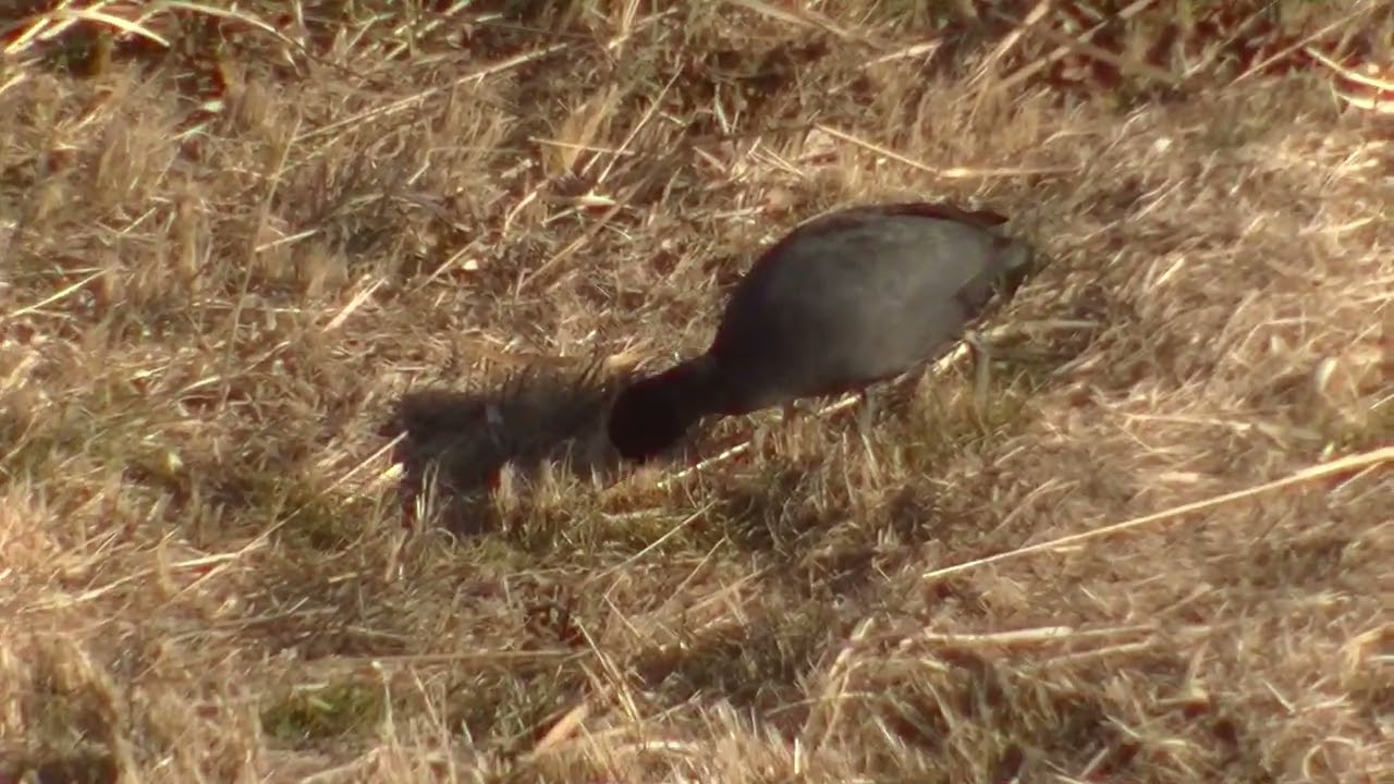 草を食むオオバンたち   (2.5)　2026東瀛太極拳社