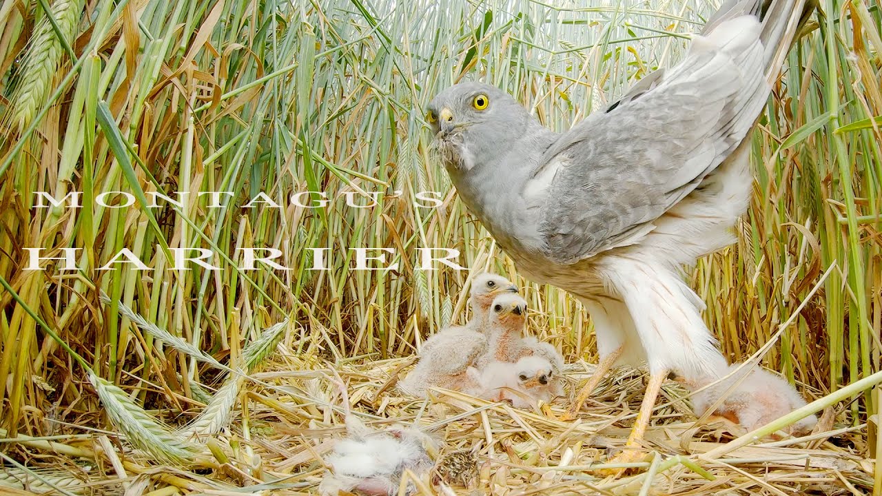 Birds of prey - Montagu's HARRIER bird nest