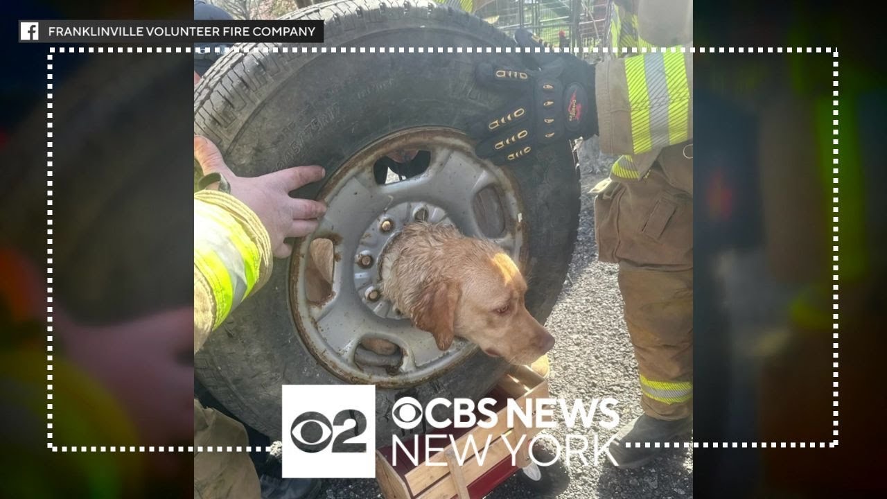 Volunteer firefighters in N.J. rescue dog stuck in tire rim