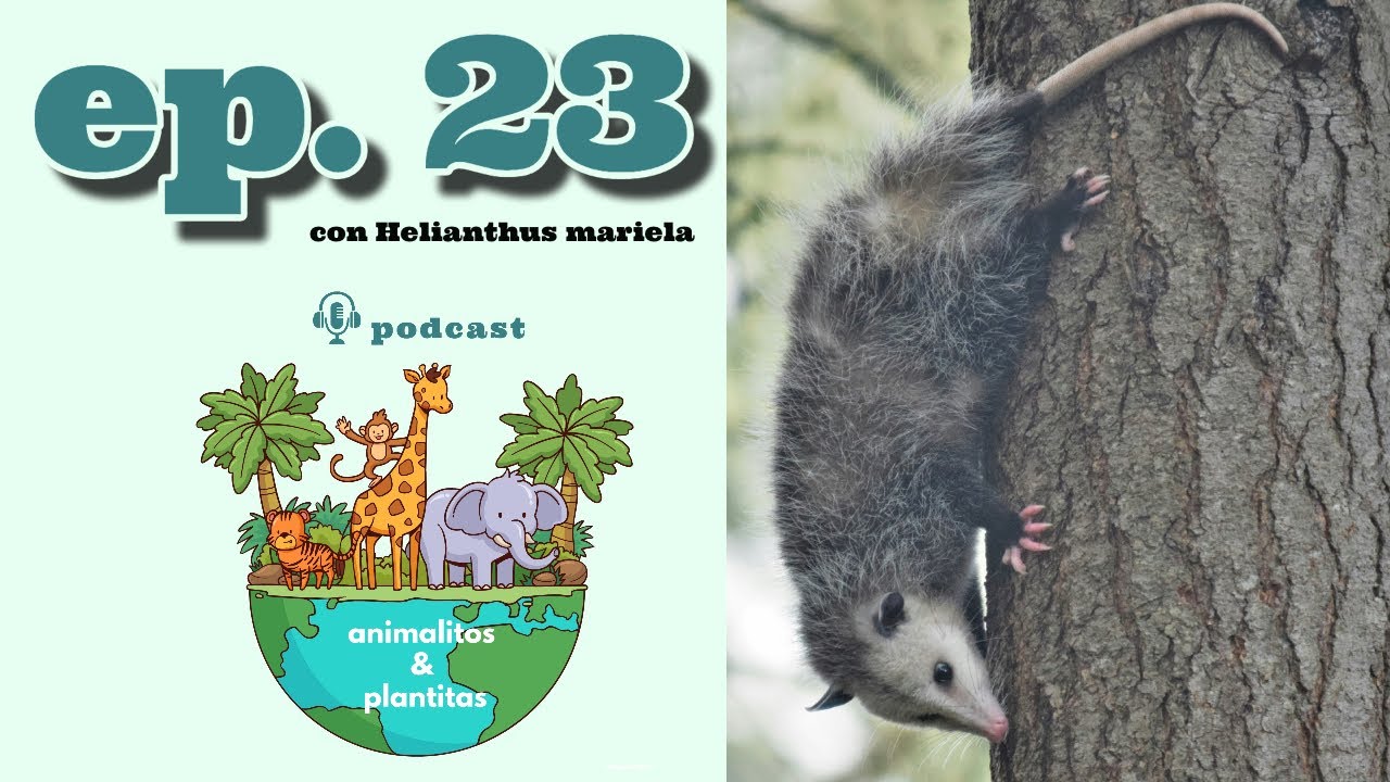 🎧 PODCAST animalitos & plantitas • EP23 El ladrón del fuego con Helianthus mariela