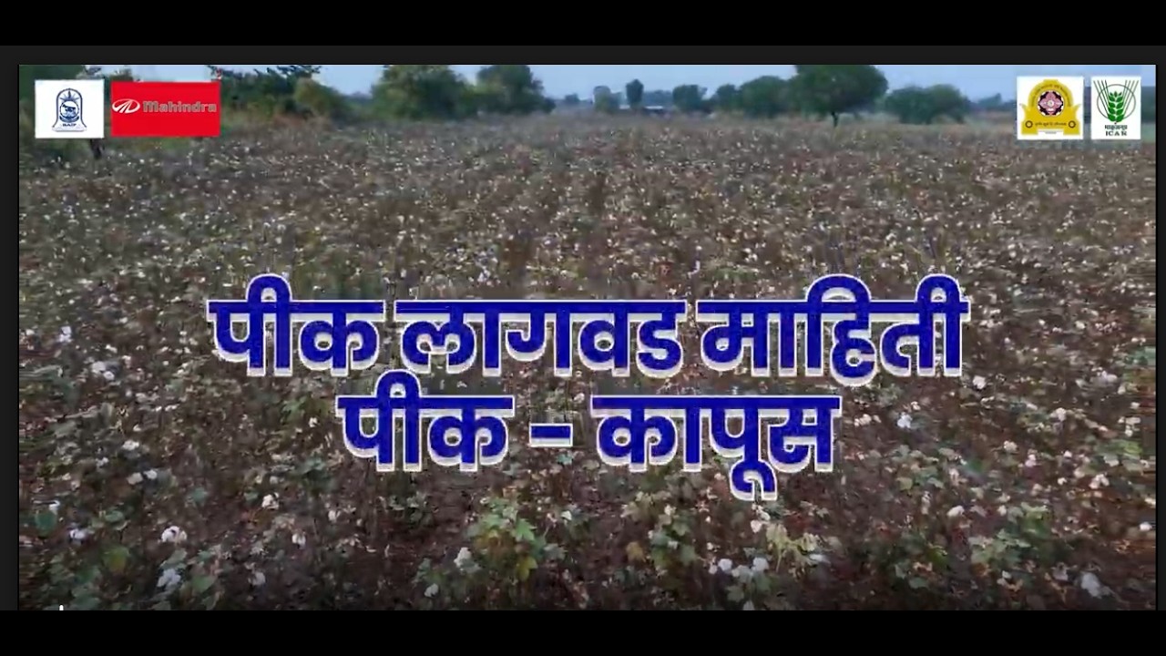 कापूस लागवड माहिती