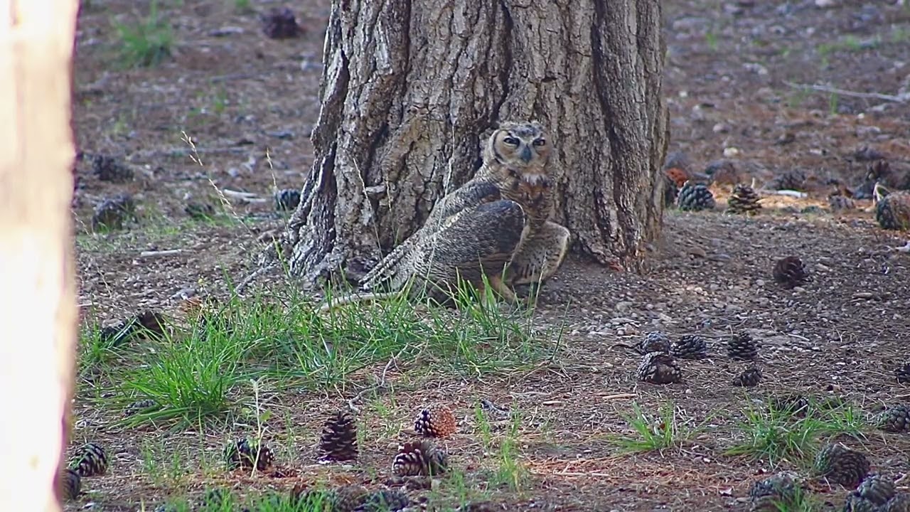 #greathornedowl 