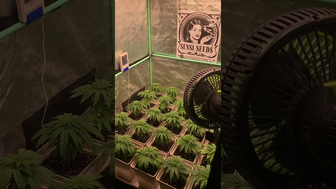 SOG nothern lights &ldquo;sensi seeds&rdquo;.. espacio 100x100&hellip;trasplantadas a 5.8 litros