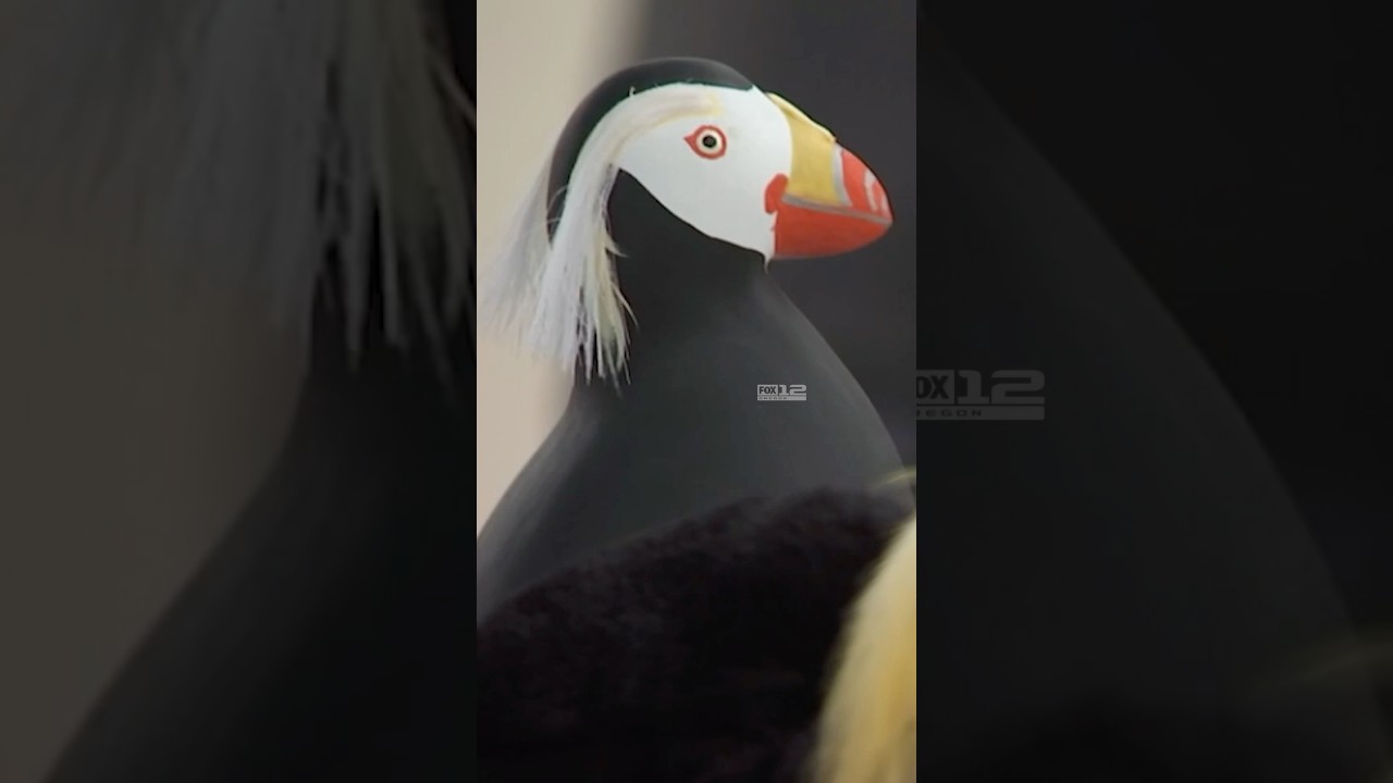 Friends of Haystack Rock is hosting The Great Cannon Beach Puffin Watch from July 1 to July 4.