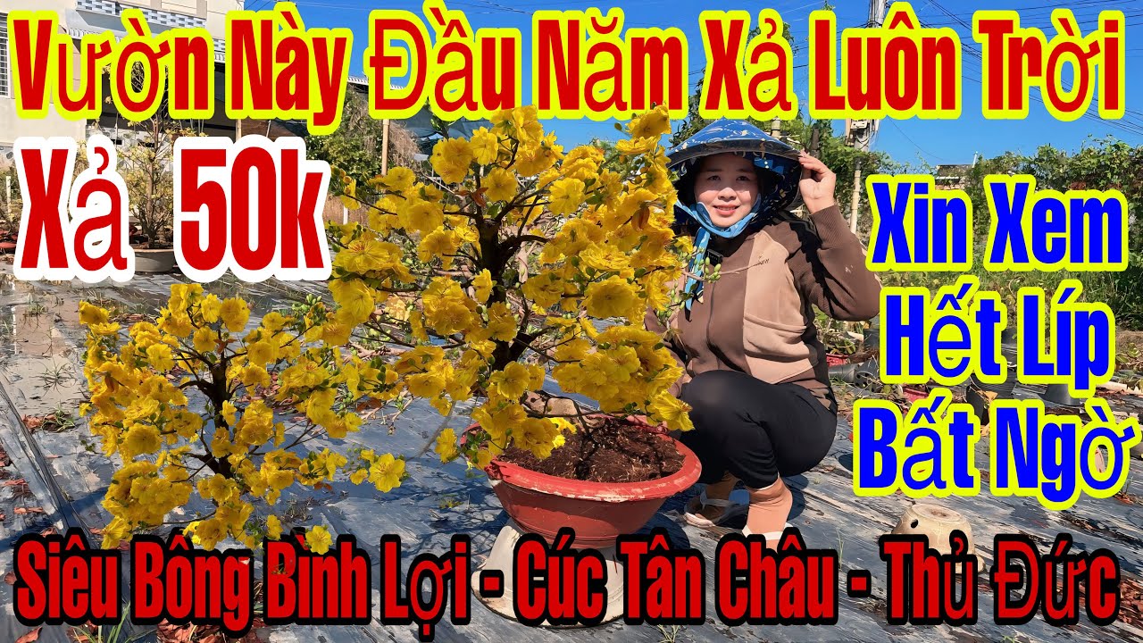 Mùng 1☎️0373398572☎️🌲Mai Vàng Chơi Tết Giá Rẻ🌲Siêu Bông Bình Lợi-Cúc Tân Châu-Giảo Thủ Đức-50k…🌲