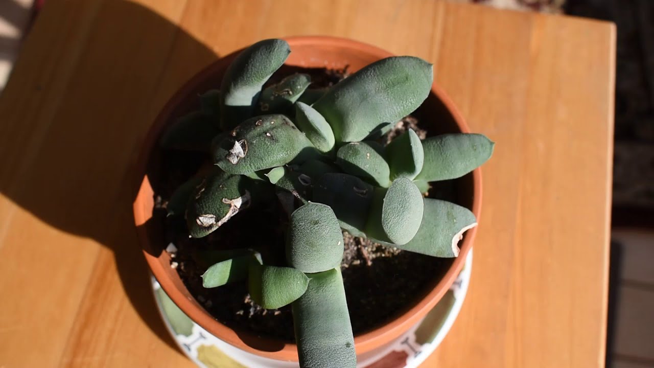 How I take care of succulent Gasteria glomerata