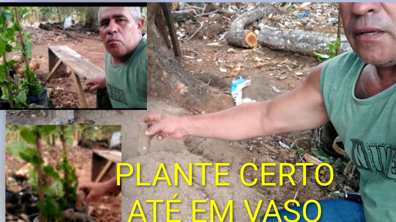COMO PLANTAR INHAME. Como germinar mais rápido 🙏😱.