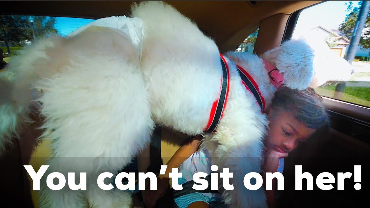Mom Struggles In The Car 2