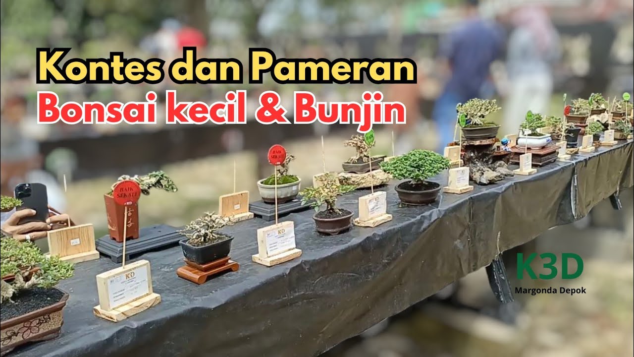 Spill Bonsai Kecil & Bunjin K3D Margonda Depok @amonkbonsai