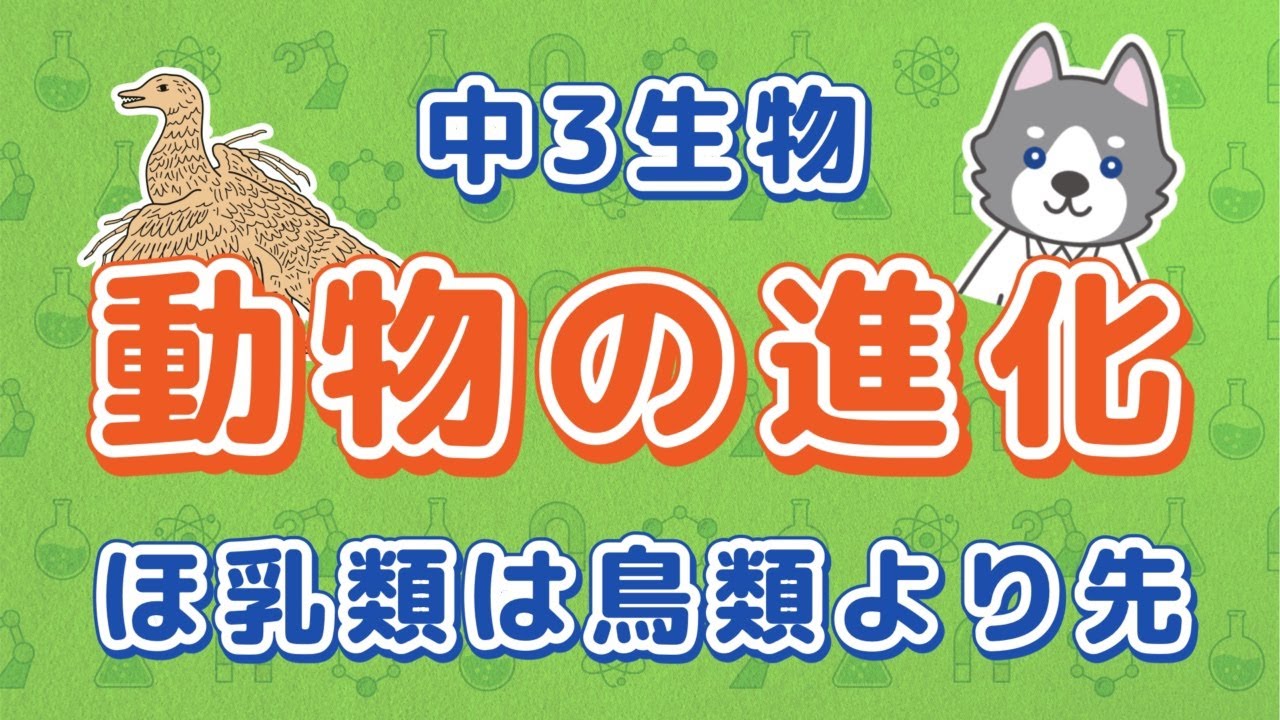 中3理科『動物の進化』＊証拠と過程を解説