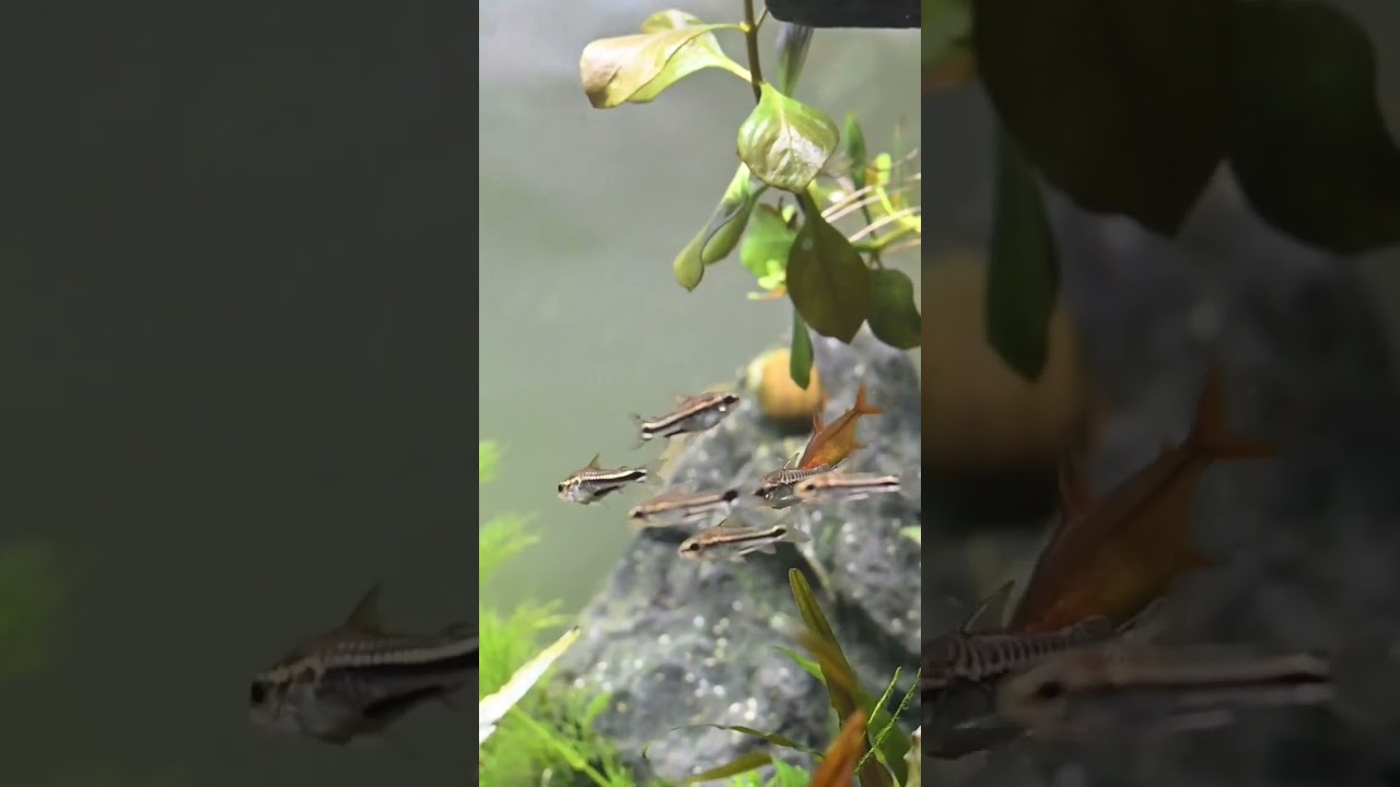 Pygmy Corydoras out and about.