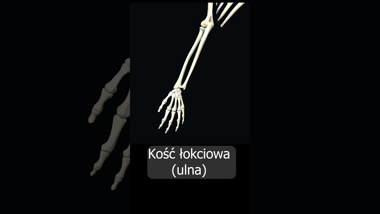 Kość łokciowa (ulna) uczymy razem! #shorts  #anatomia  #medycyna #3d  #anatomy