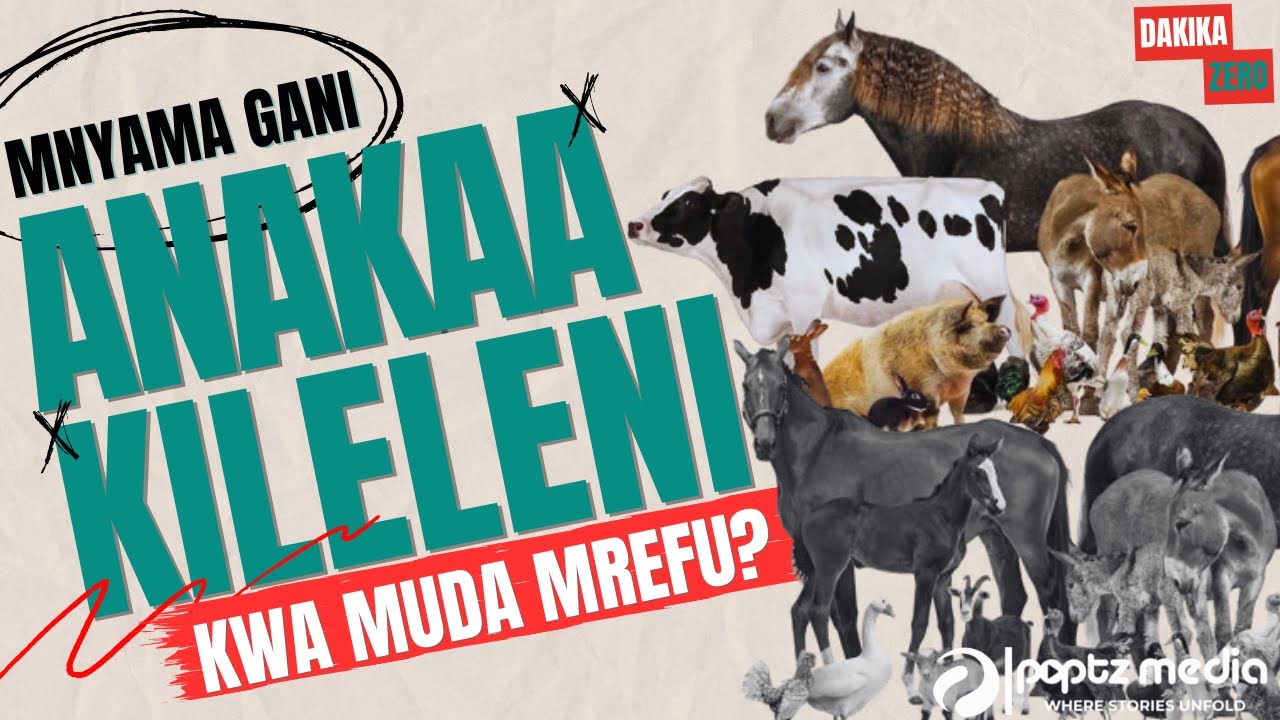 Mnyama Gani Anakaa Kileleni Muda Mrefu Kuliko Wewe!?🤣