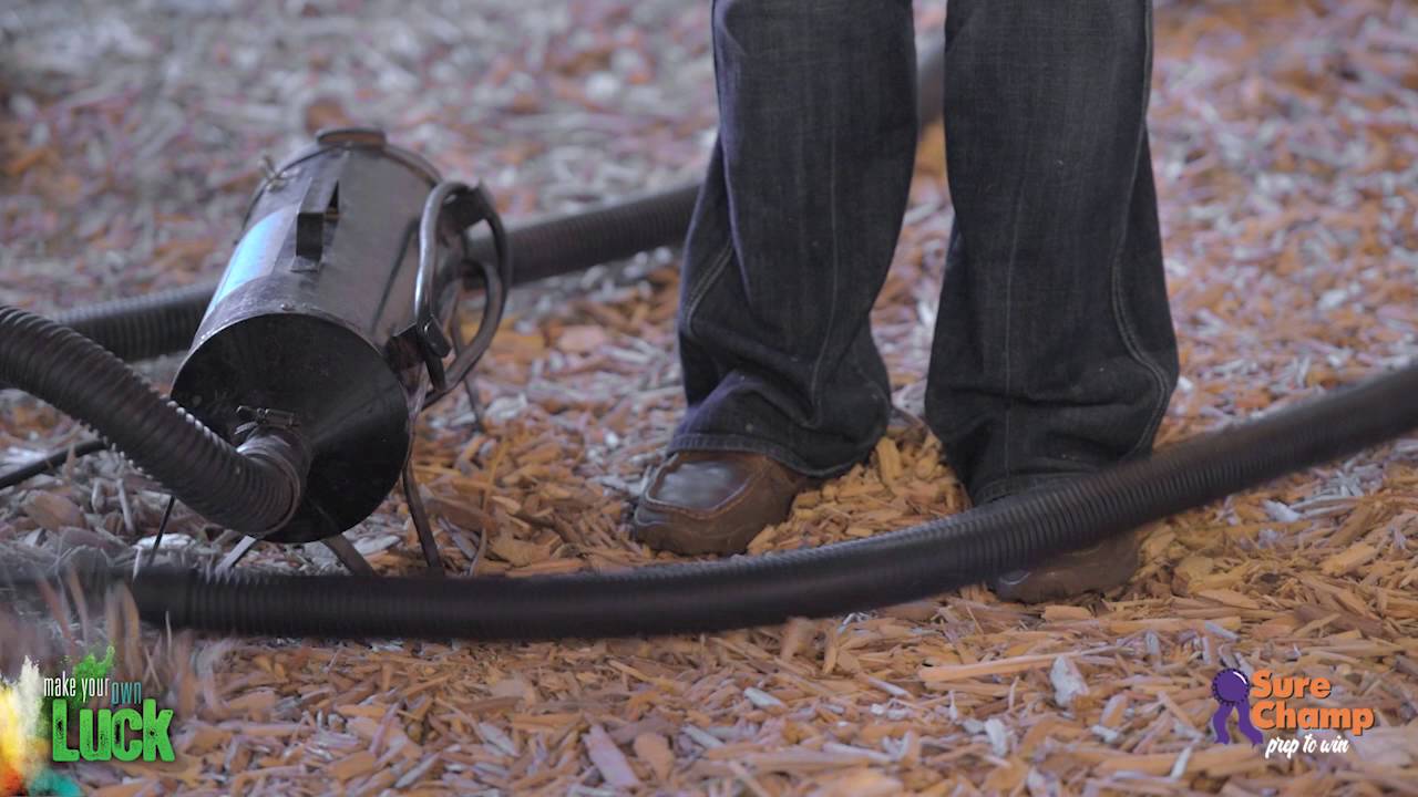 Show Cattle: How Do You Blow Your Calf