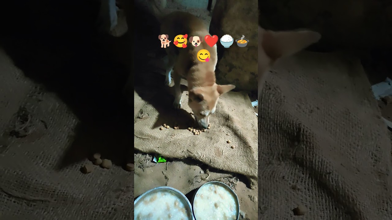 #shortvideo