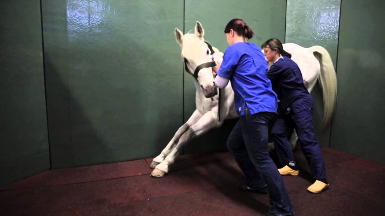 Tierklinik Leimental - Vollnarkose beim Pferd