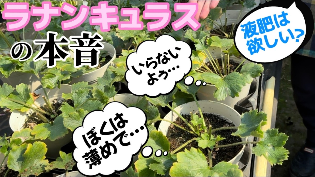与えるだけが愛じゃない【ラナンキュラスラックス】【ランドセルシリーズ】【園芸のぶチャンネル】