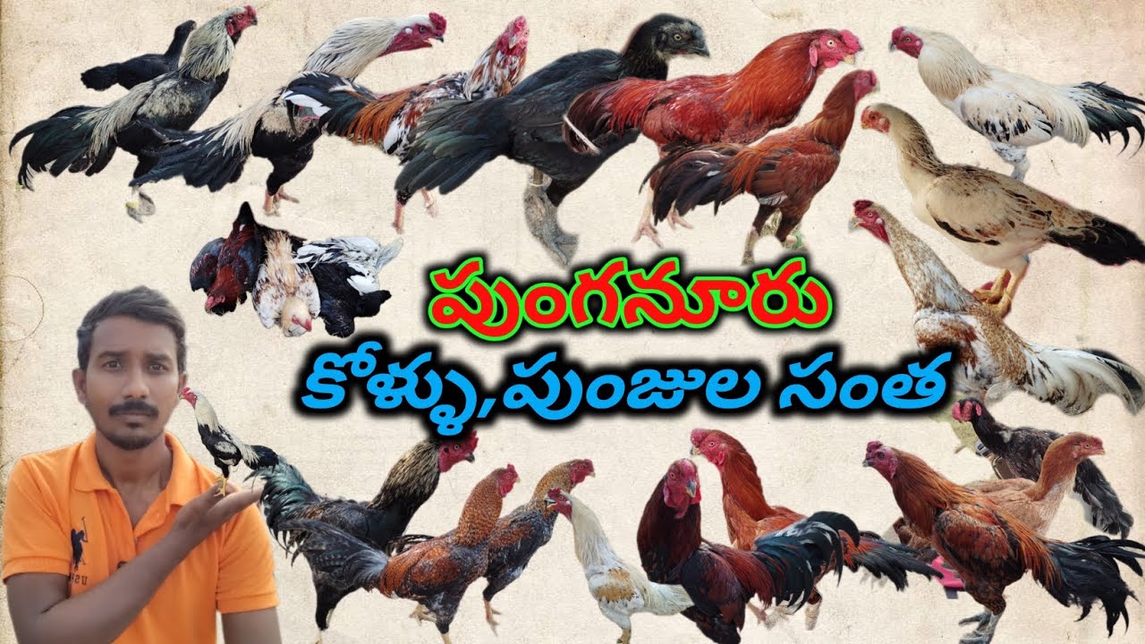 Punganur పుంజుల సంత Every Thursday | పుంగనూరు Hens Market ప్రతి గురువారం | Mohan Crazy Vlogs