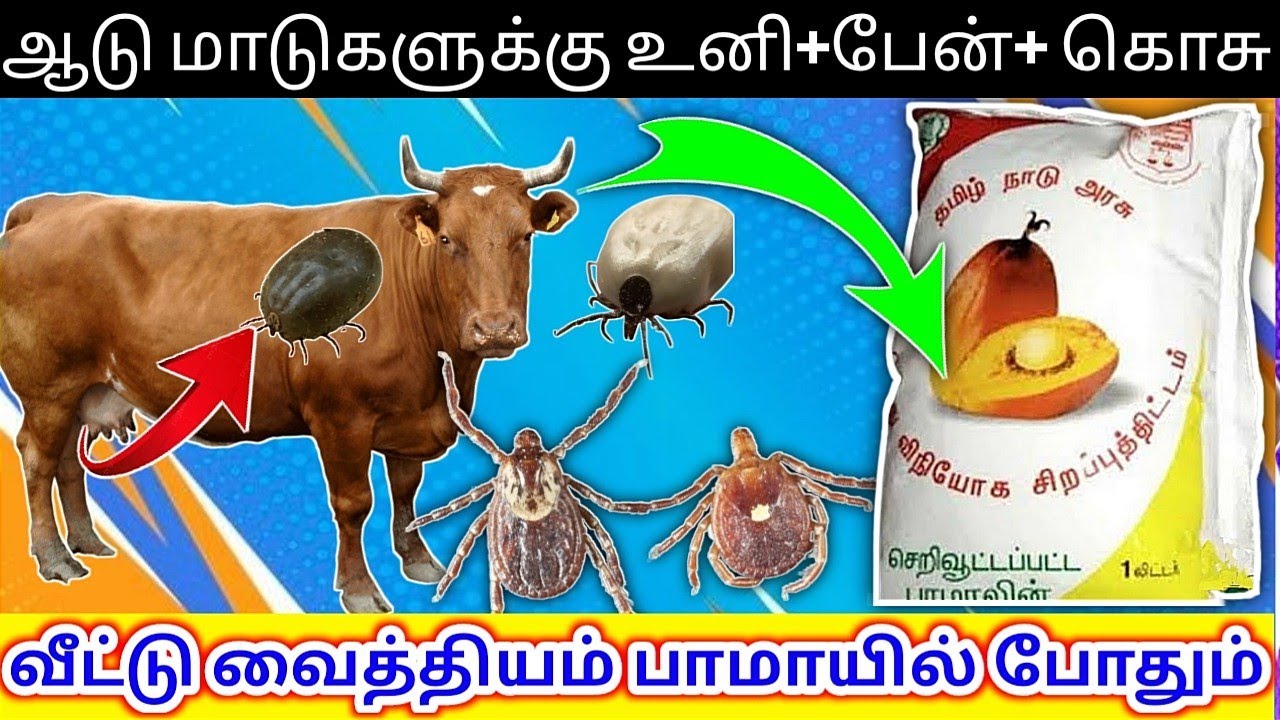 கால்நடைக்கு உனி&பேன்&கொசு | நிரந்தரமாக அகட்ரும் ஒரெ வழி பாமாயில் #Tick permanent solution @psfarmers