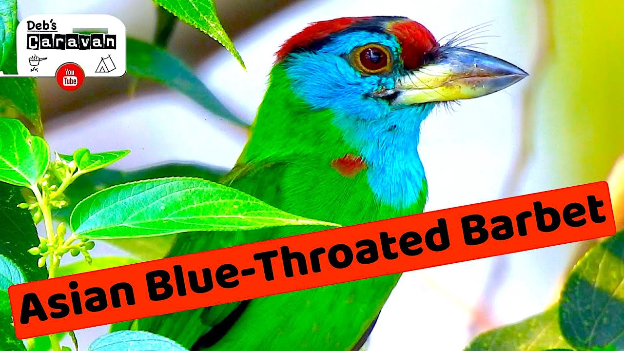 Asian Blue Throated Barbet | Beautiful World of Bird
