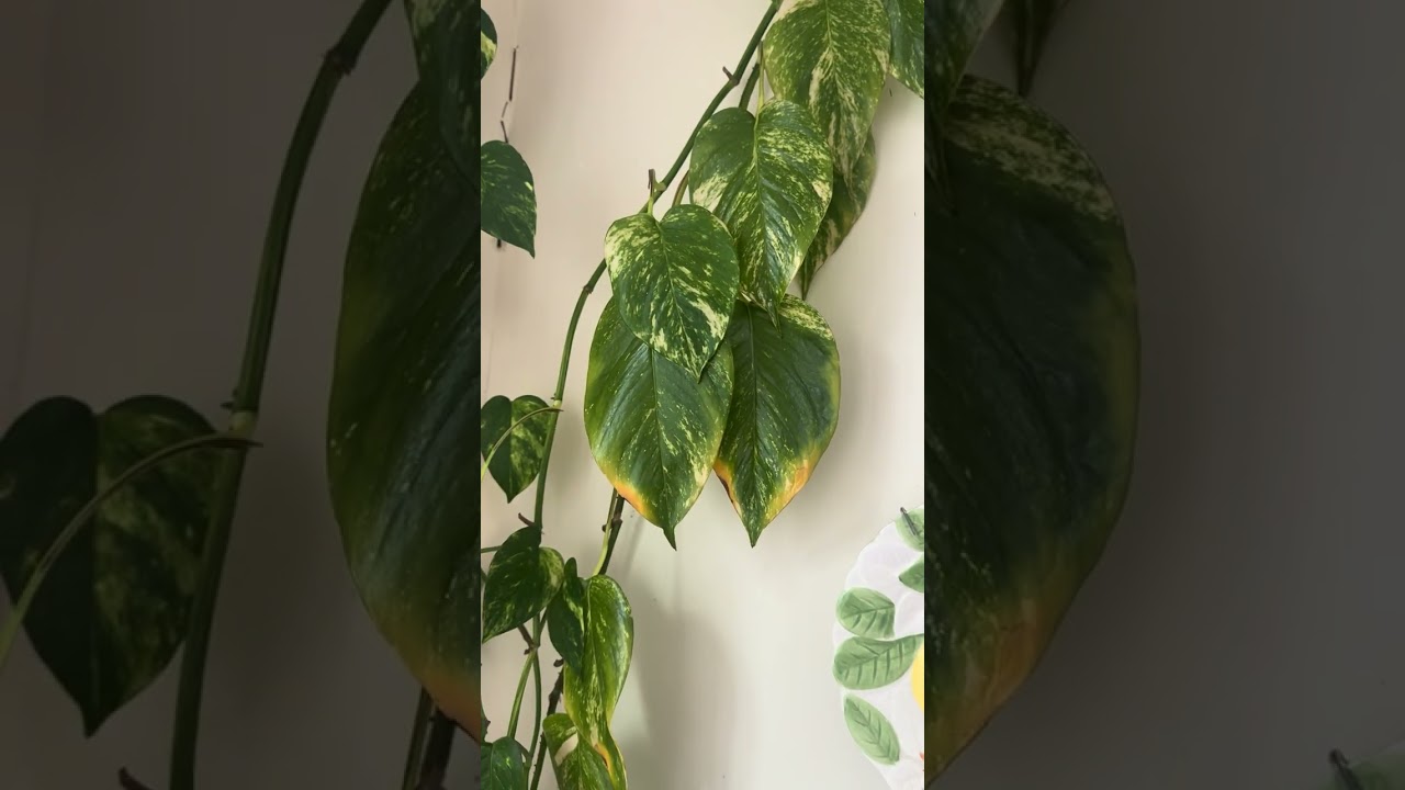 Knowing your Pothos 