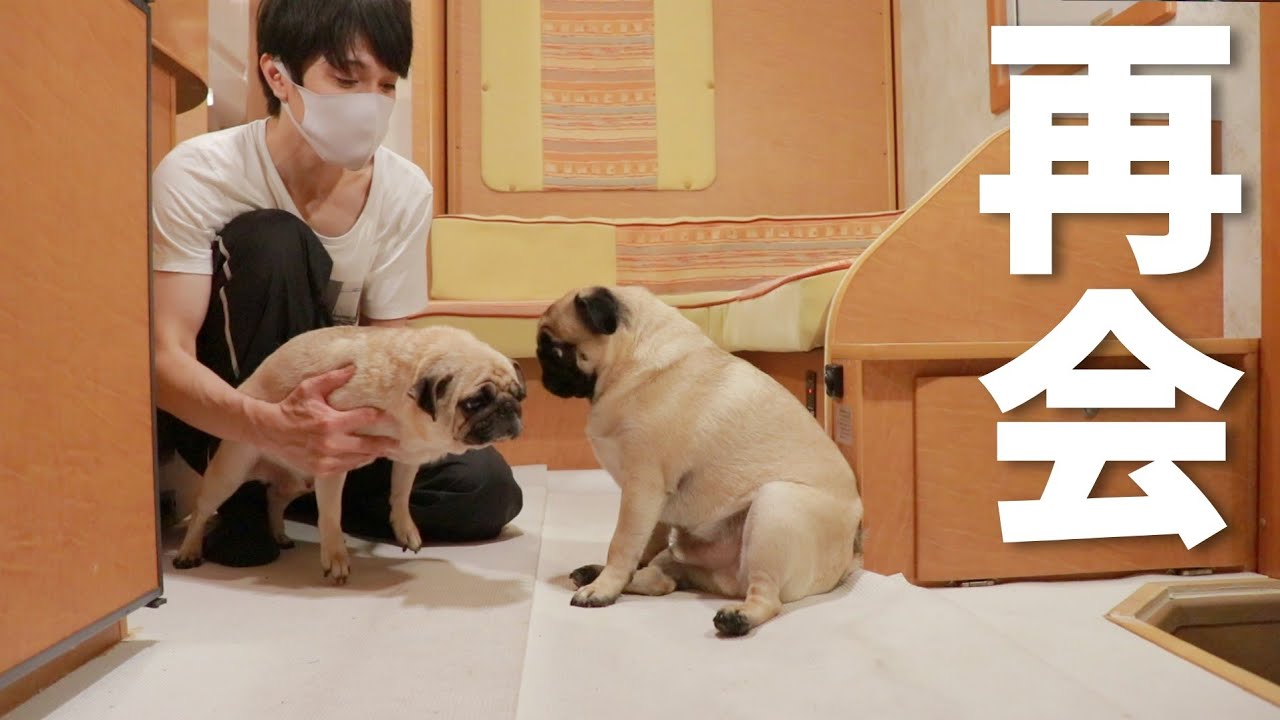 【感動】生後２ヶ月でお別れしたお母さんと再会したパグの反応