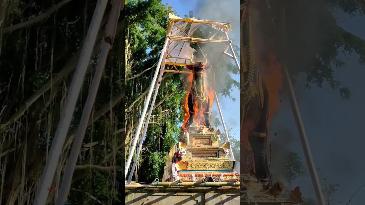 terharu,tangis pun tak bisa di bendung ‼️ Pelebon Penglingsir Puri Gede Belayu