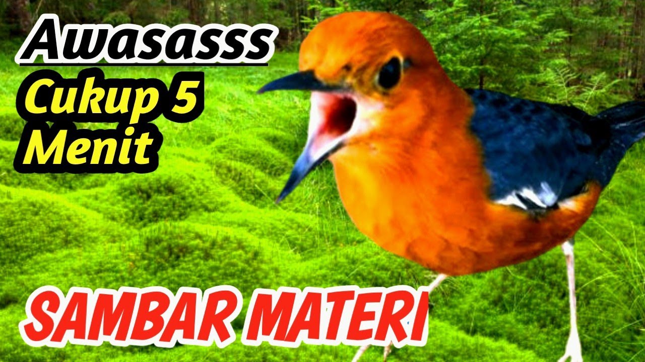Masteran Anis Merah Air Terjun Hutan | Bird Mastering Sound with Nature Relaxation