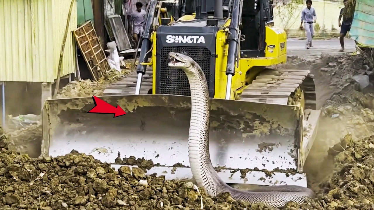 OMG!! Massive Snake Found During Bulldozer Brush Clearing  Land Filling Process, 12 Wheel Truck