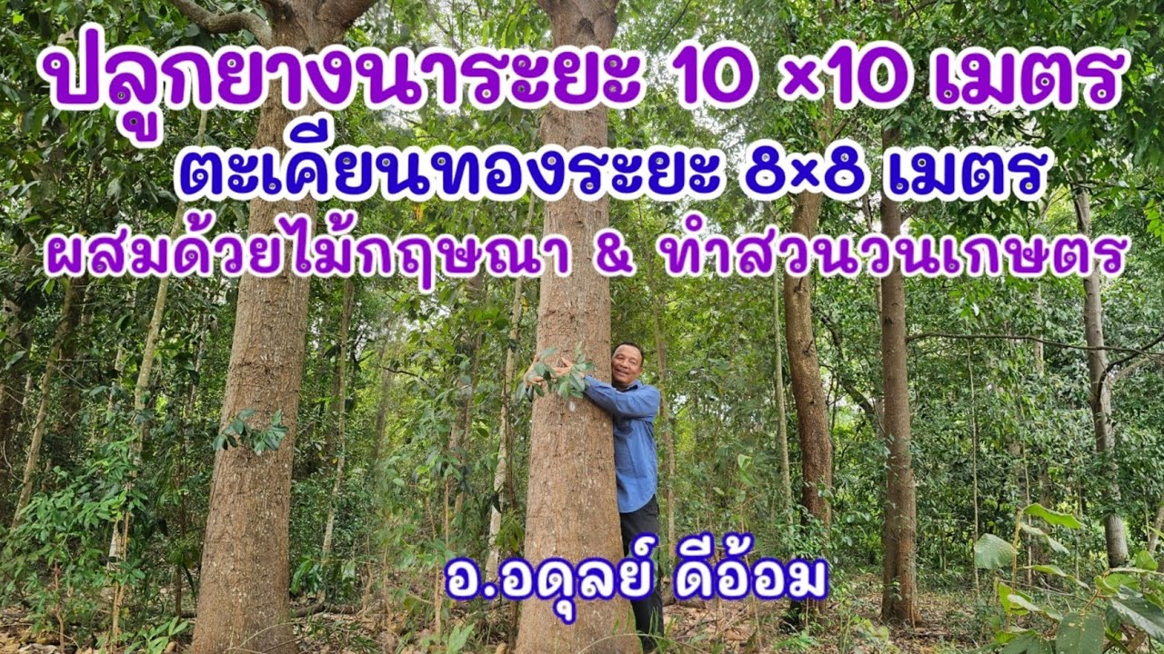 ปลูกยางนาระยะ 10 x 10 เมตร II ตะเคียนทอง 8x8 เมตร II ไม้กฤษณา II สวนวนเกษตร : อ.อดุลย์ ดีอ้อม
