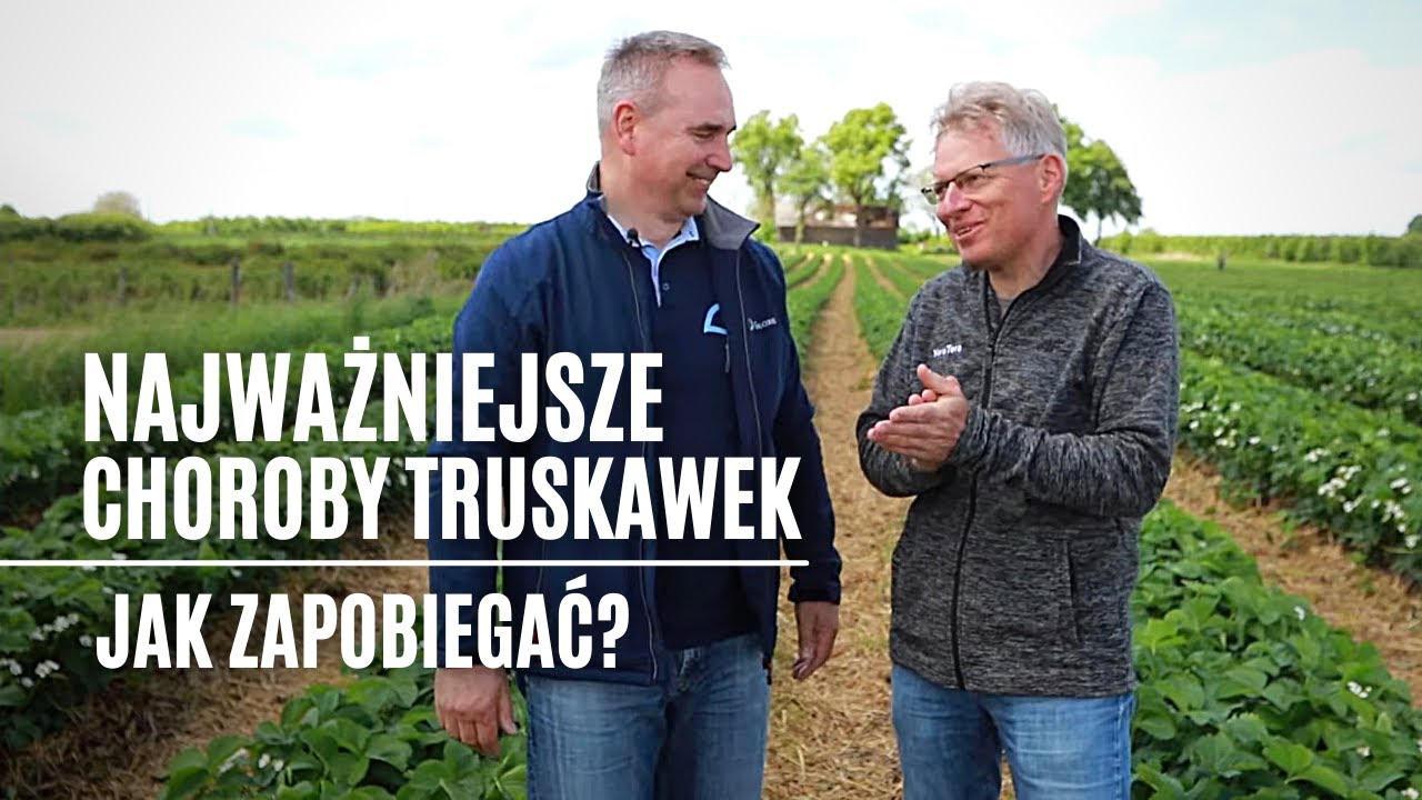 Najważniejsze choroby truskawek. Jak zapobiegać?