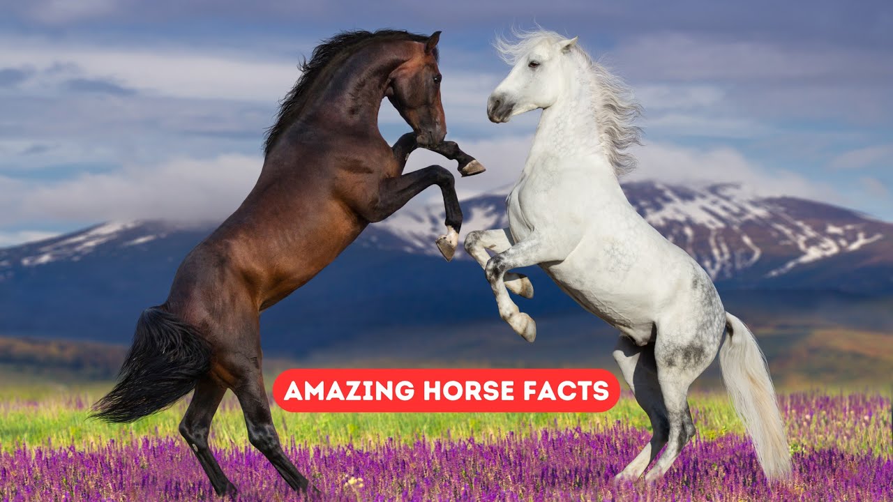 Amazing Horse Facts 🐎 | Fun & Educational Animal Video for Kids | TopKidsZone