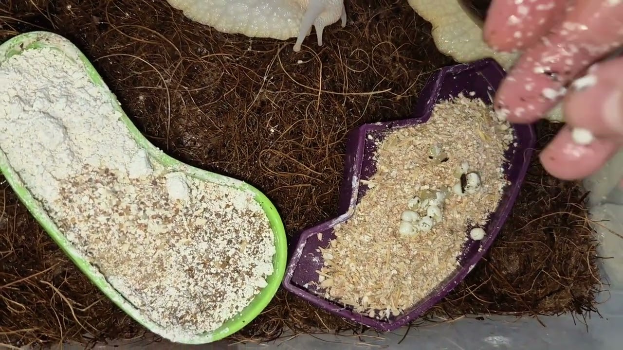 Процесс производства яиц.