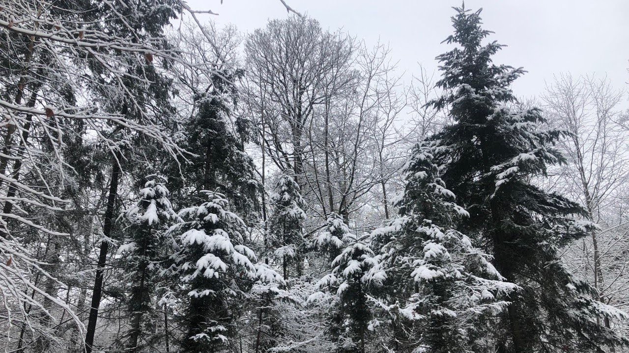 Дыхание зимы ❄️ Прогулка по заснеженным тропинкам 🌲 Январь, 2026г. Германия.