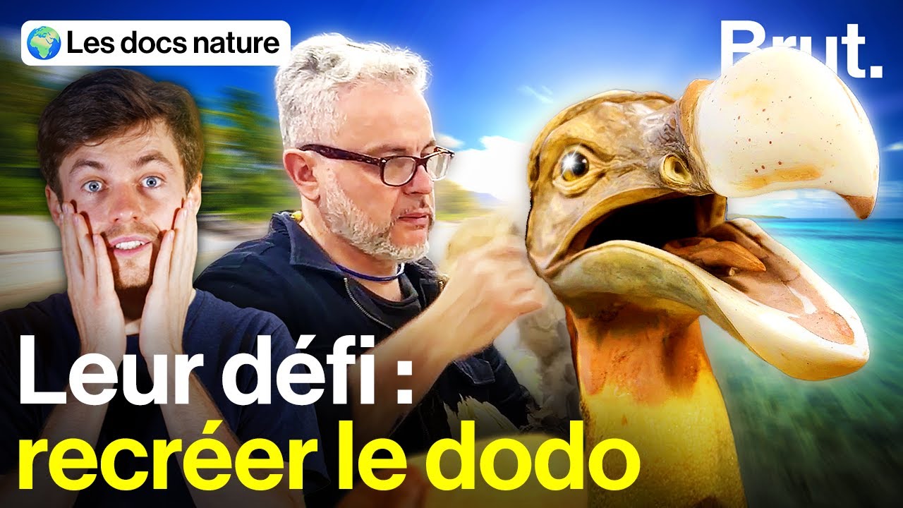 Ils veulent recréer cet oiseau mythique devenu le symbole de l'extinction des espèces