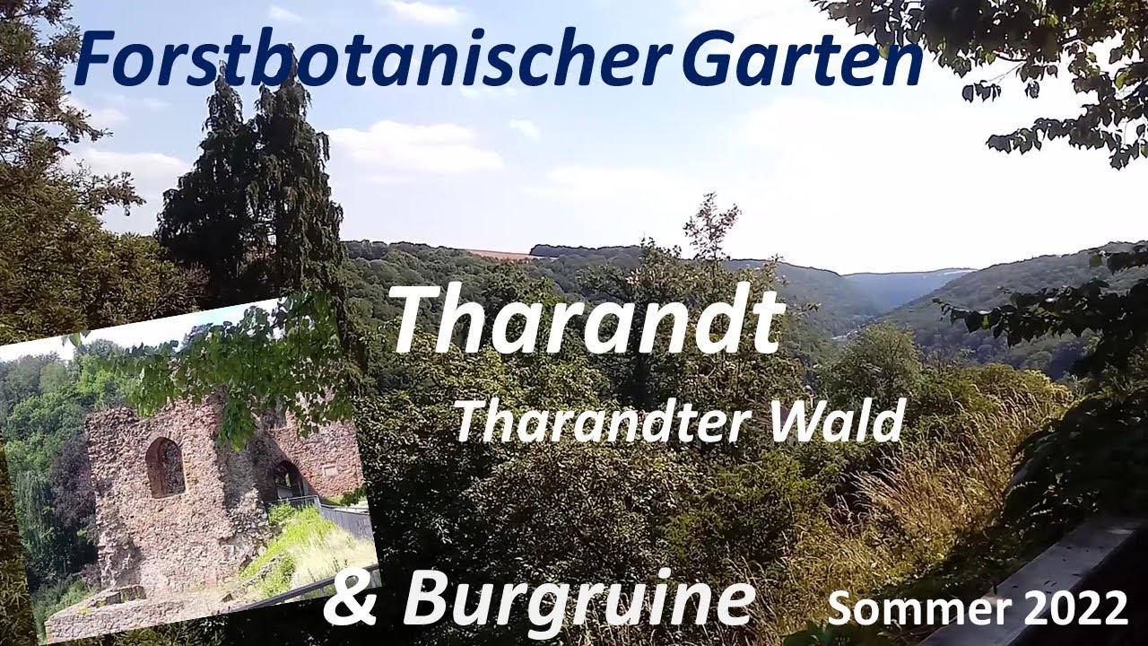 Forstbotanischer Garten Tharandt Burg Burgruine Sommer 2022 Tharandter Wald
