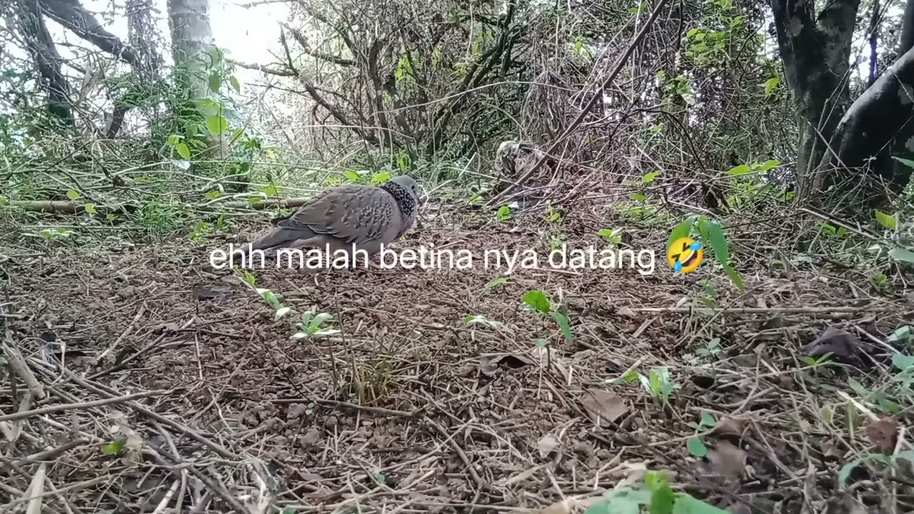  lebih kurang 5 bln kita off sekarang kita mulai lagi di hobi warisan ini slm 1 hobi 🤝🙏🙏🙏