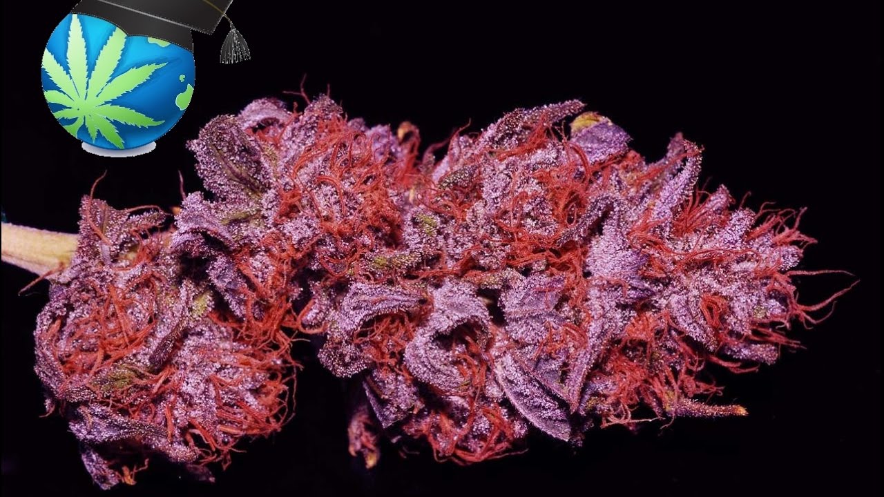 Common Purple Weed Questions - Answered