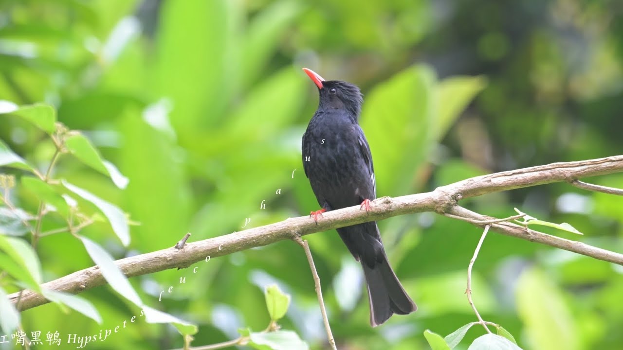 紅嘴黑鵯 Hypsipetes leucocephalus