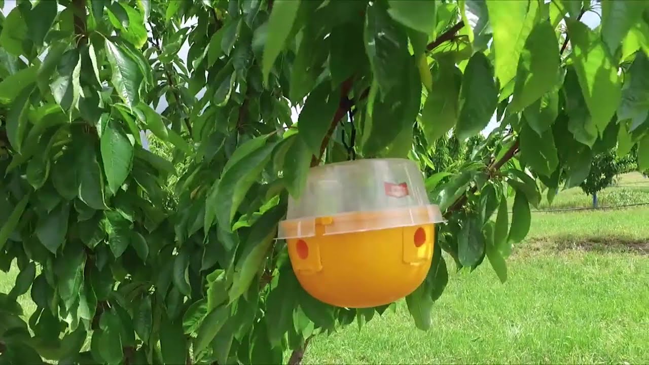 Децис Трап от Байер