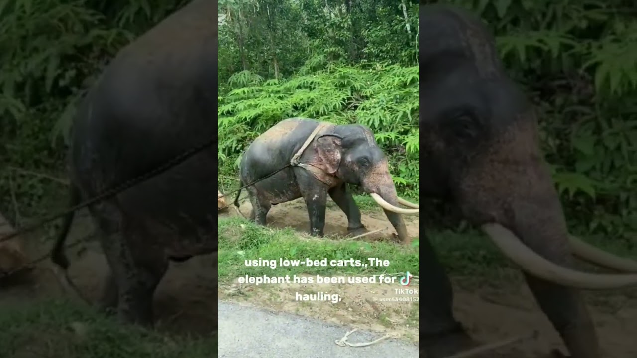 Elephants at Work: Logging with Ancient Strength #elephant