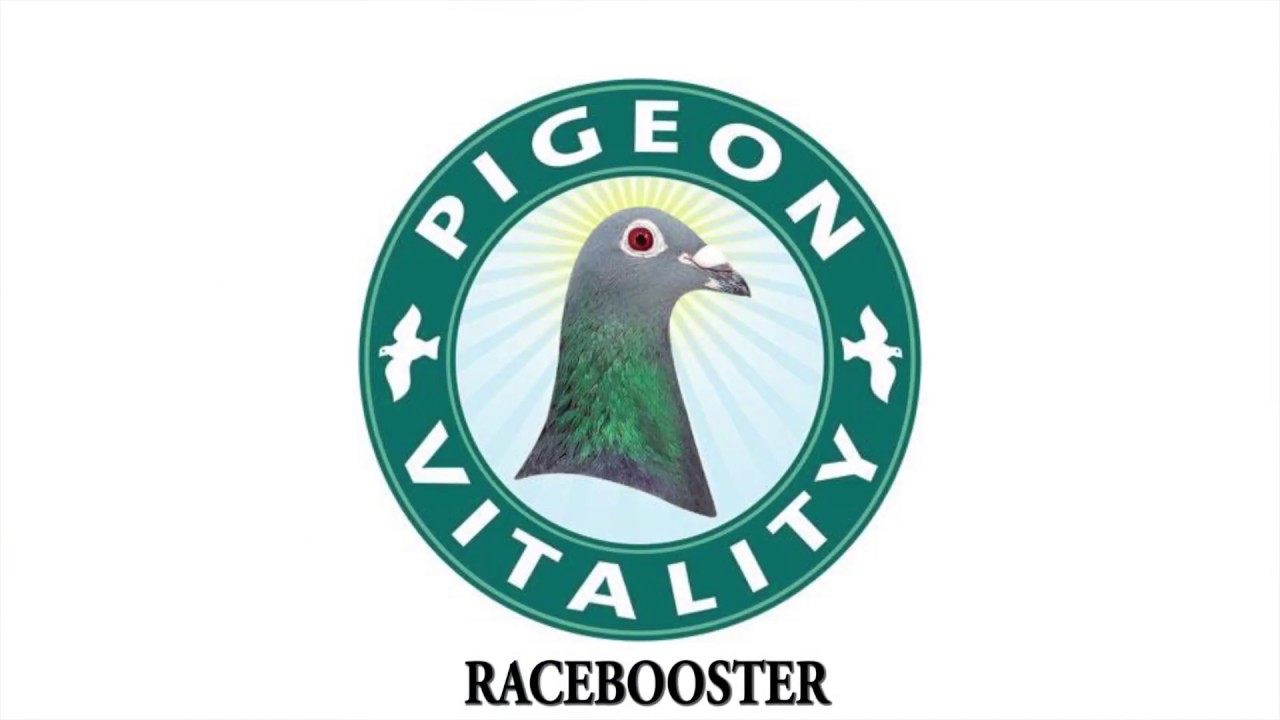 Racing pigeon - Health Tips and Products | Racing Pigeon Supplements
