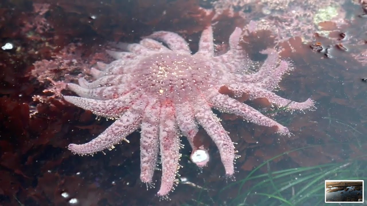 The Tide pools of Fitzgerald Marine Reserve- Junior Land Stewards Environmental Science Program