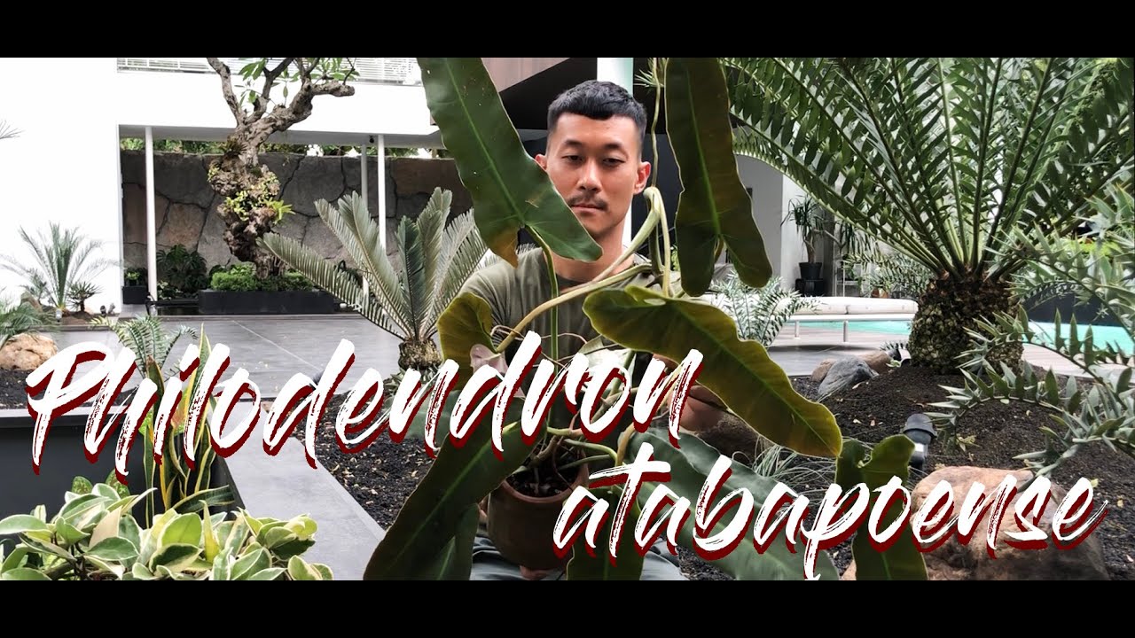 Philodendron atabapoense care and propagation