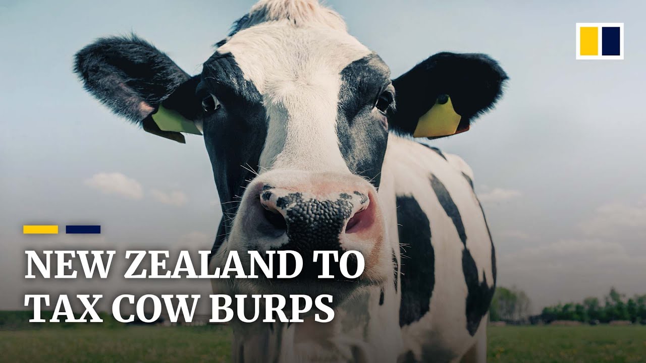 New Zealand to tax burps and flatulence from farm animals in world-first climate change measure