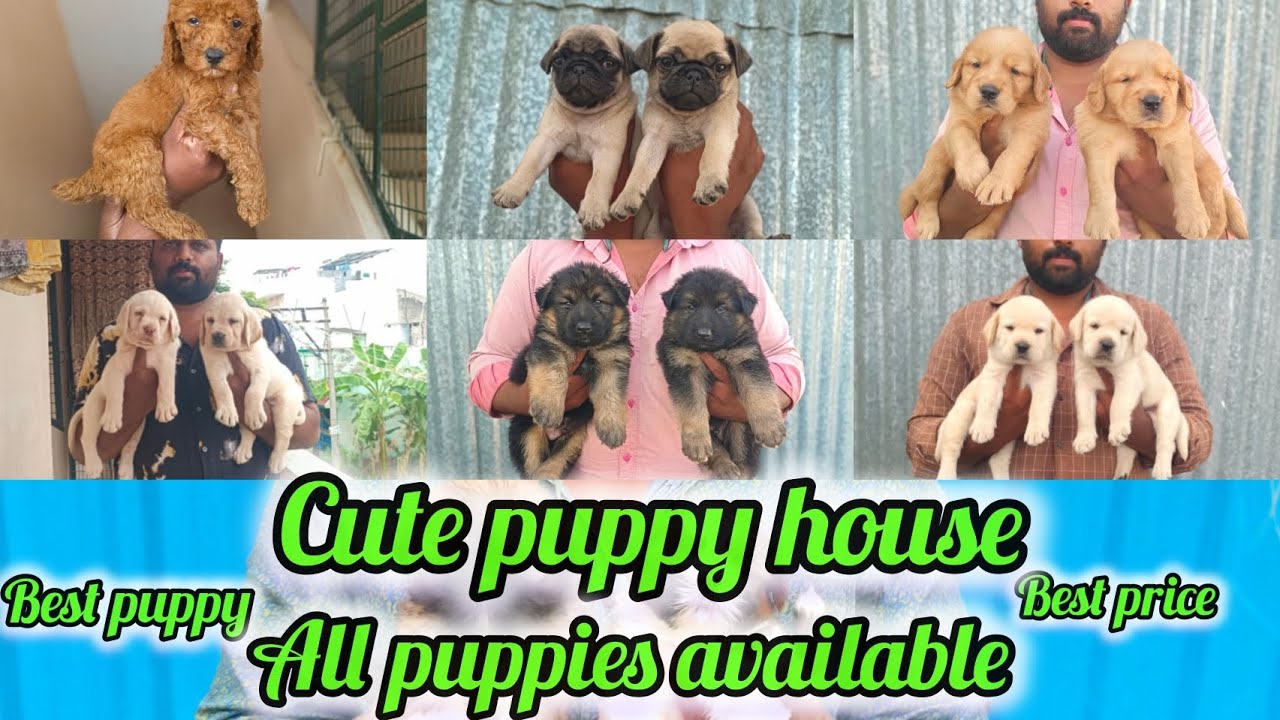 Cute puppy house _ All puppies available  _ best puppy _best price_home breeding 