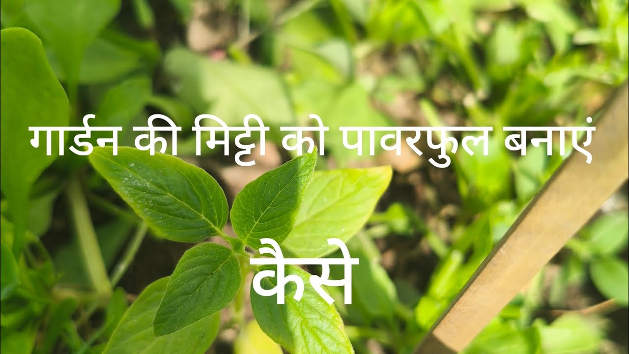 Garden ki mitti ko powerful banane ke liye tips 