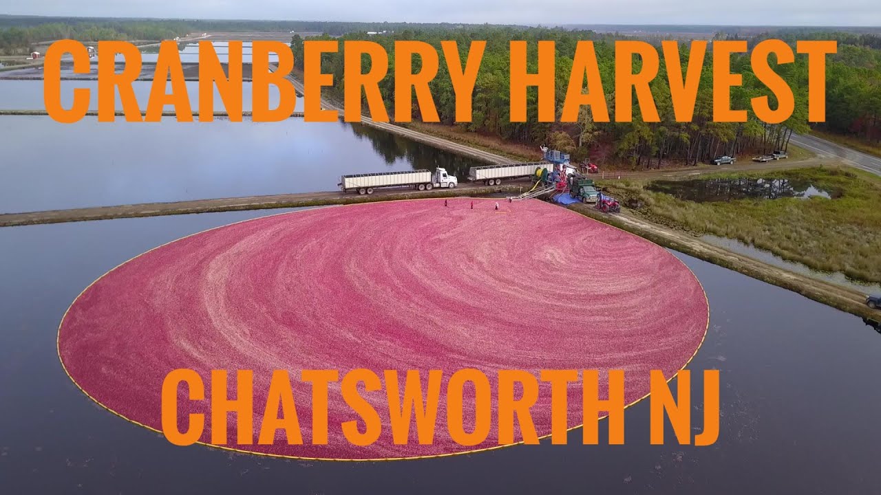 Cranberry Harvest in Chatsworth NJ